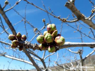 Cerezos en flor en el Valle del Jerte - Floración Cerezo;vialibre senderismo puente senderismo